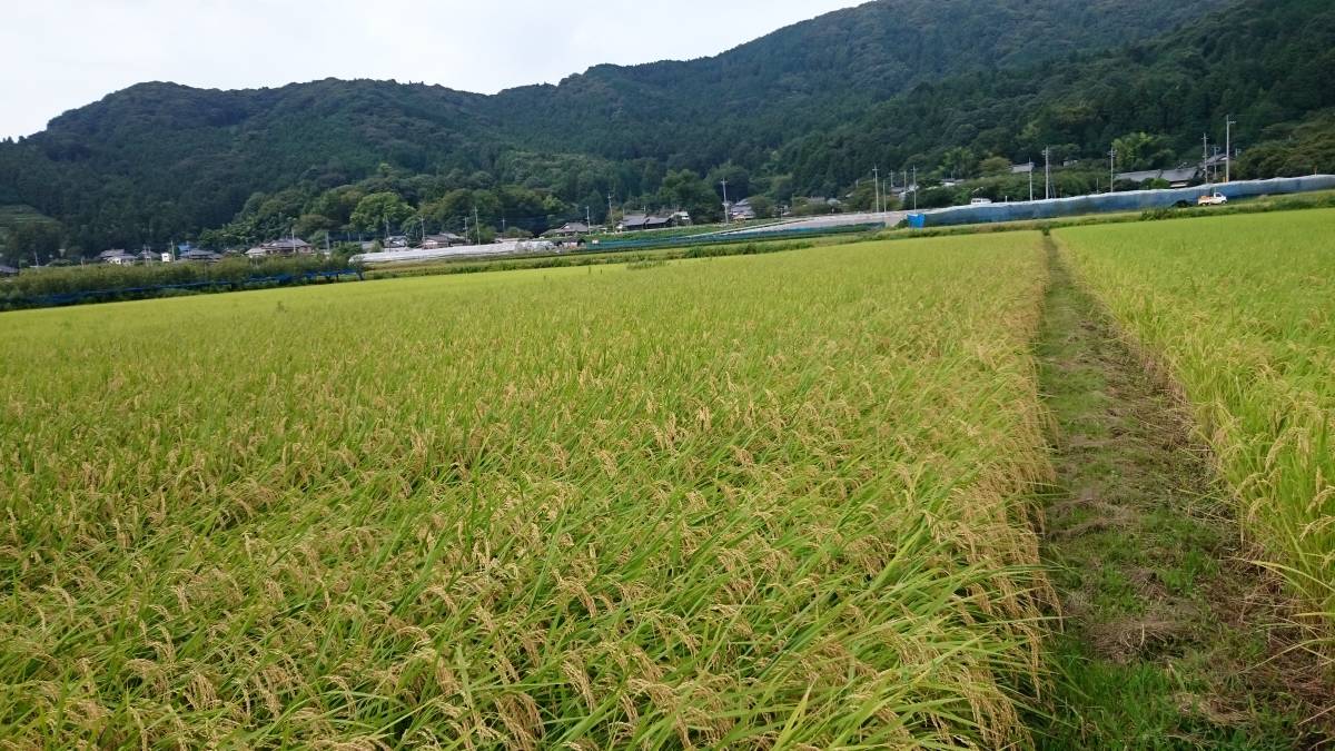 令和３年産　コシヒカリ　玄米30ｋｇ　農家直送　茨城県産米 2_画像3