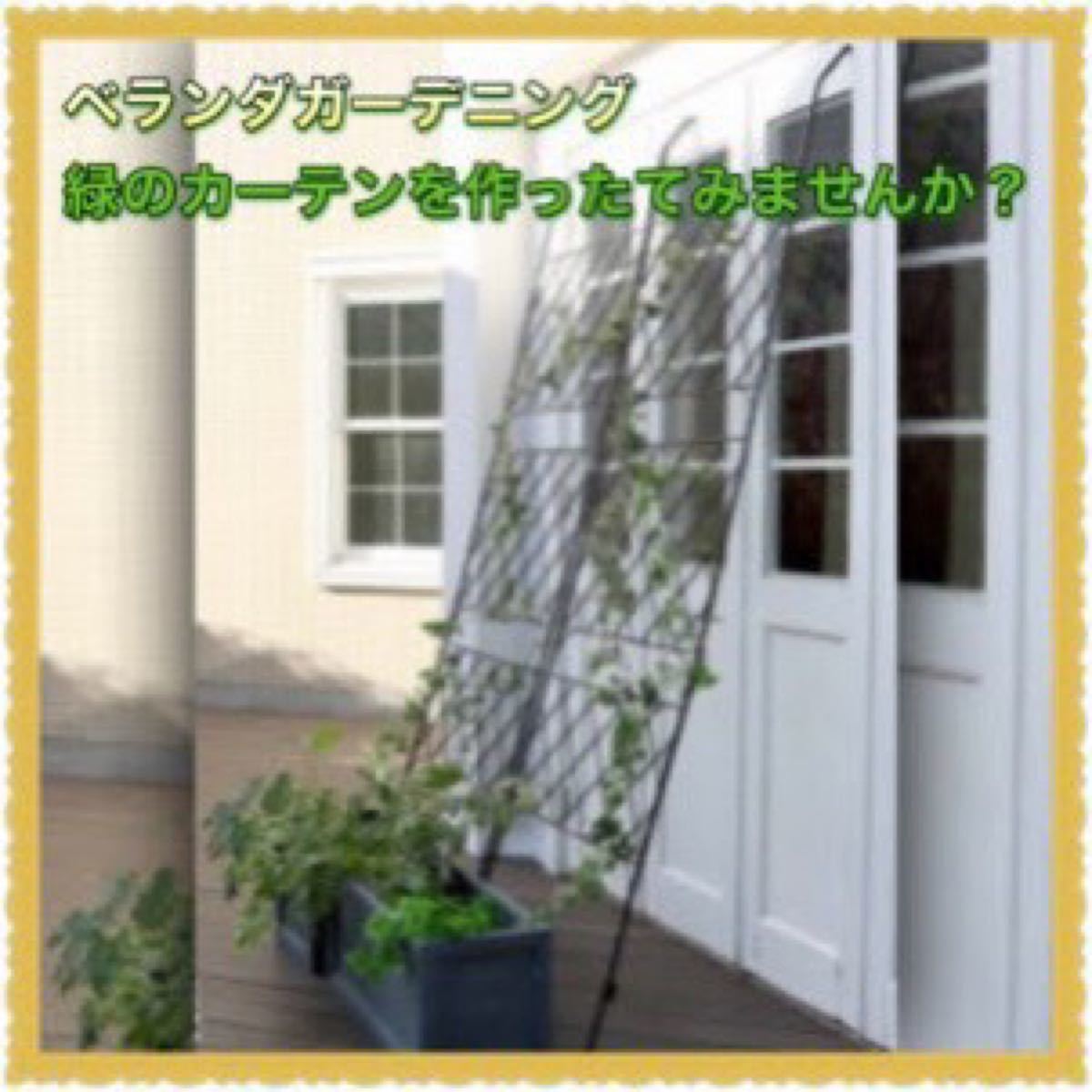 8本(宿根朝顔)オーシャンブルー【野放し・手間いらず】抜き苗・地下根