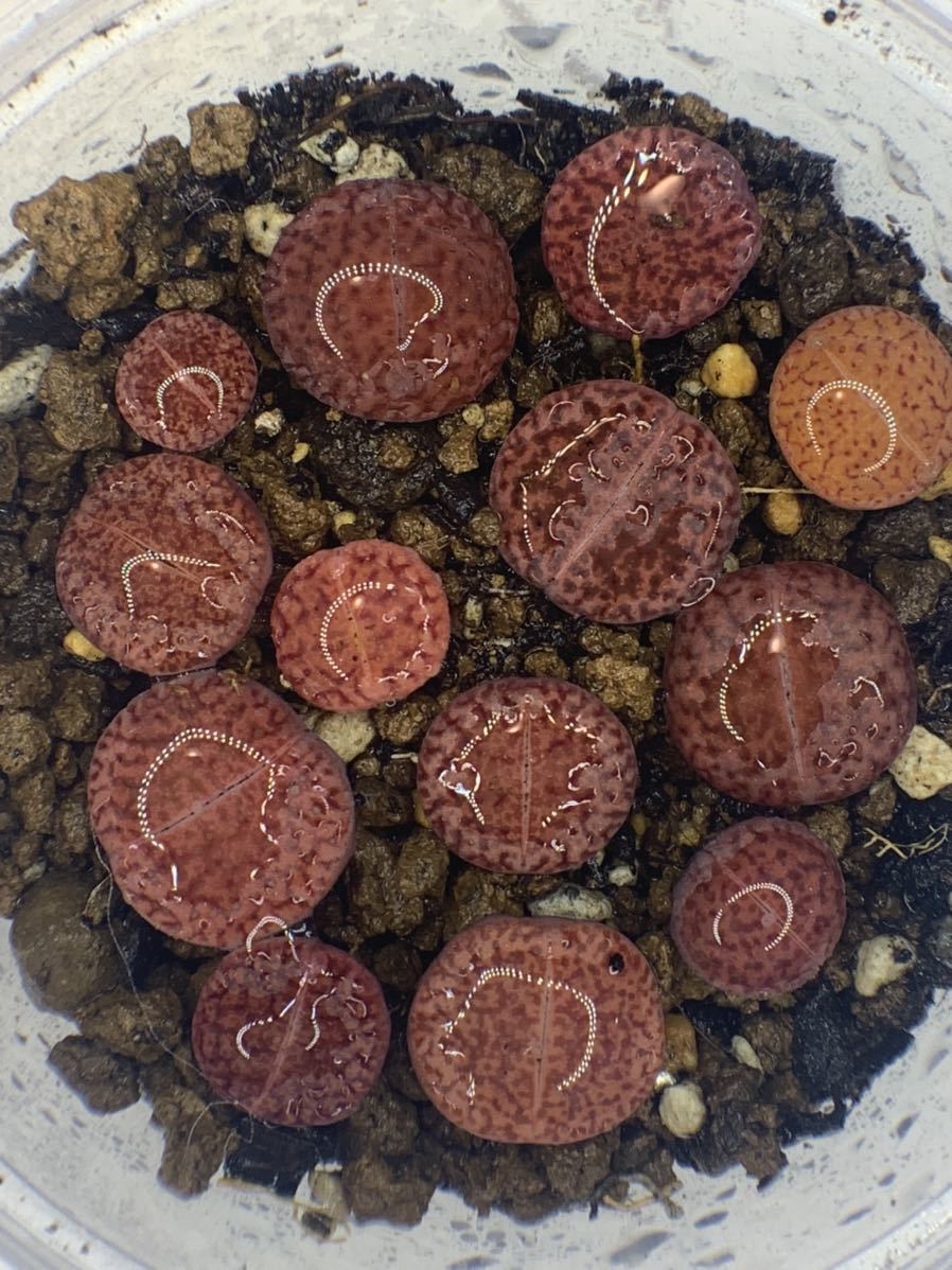 リトープス　メセン 多肉植物 C393A紫石榴玉_画像1