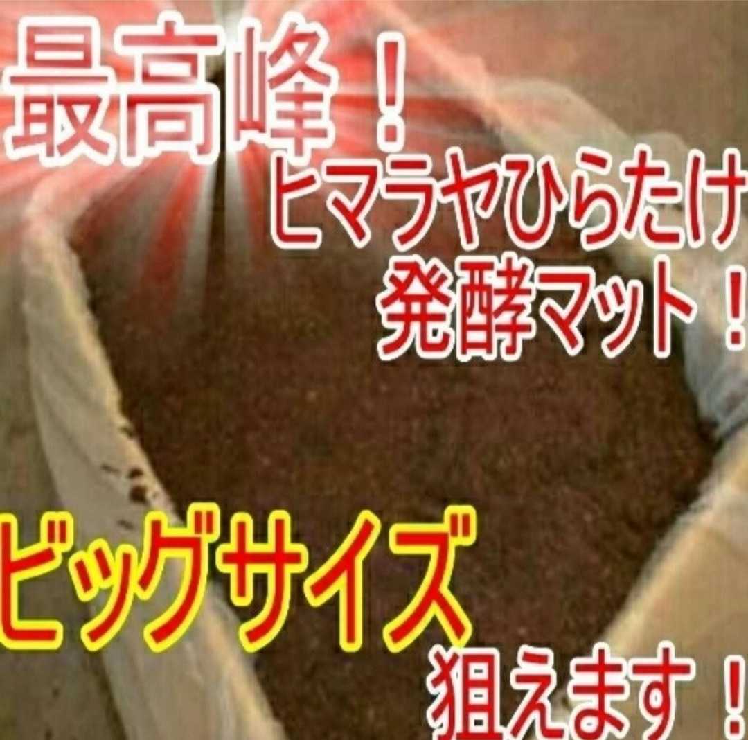 改良版】雑虫、コバエが湧かなく使いやすい!ヒマラヤひらたけ 改良版】雑虫、コバエが湧かなく使いやすい!ヒマラヤひらたけ