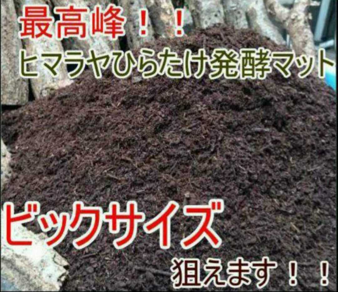 200リットル入り！カブトムシが巨大化します！ヒマラヤひらたけ菌床発酵マット！栄養価抜群！幼虫の餌、産卵マットにも抜群の実績あります 