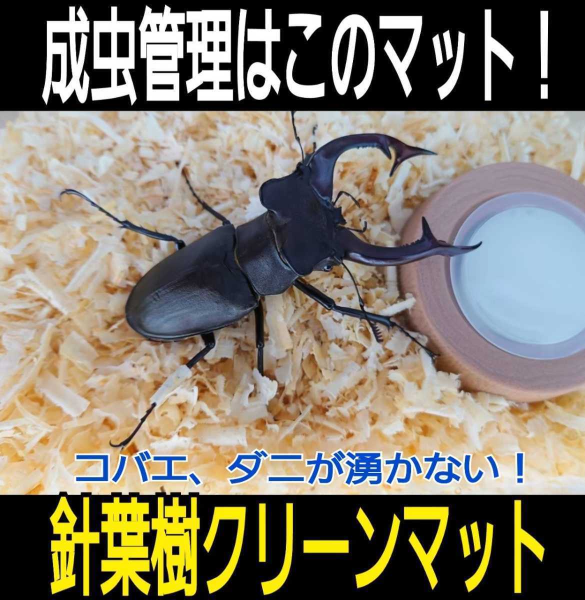 カブトムシの成虫飼育専用☆爽やかな香りの針葉樹クリーンマット☆コバエ、ダニが湧きません！ケース内が明るくなり生体がかっこ良く見える_画像8