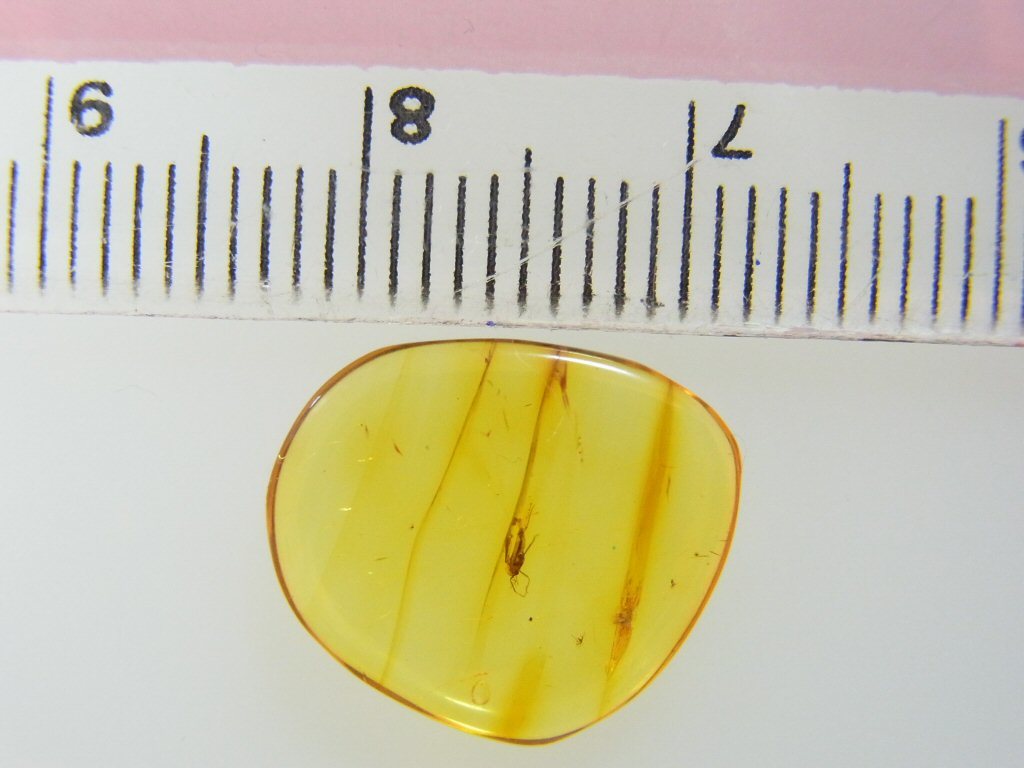 メーカー公式ショップ 琥珀 虫入り 昆虫入り 化石 バルチックアンバー