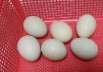 青玉白烏骨鶏の有精卵(種卵）５個+保証_画像4