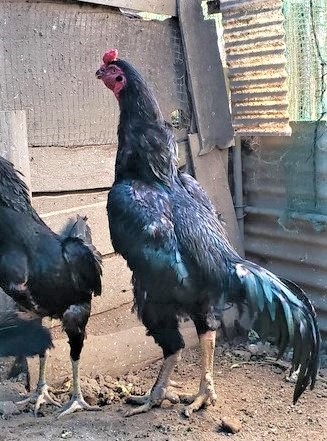 黒種大軍鶏の種卵（有精卵）５個_画像4