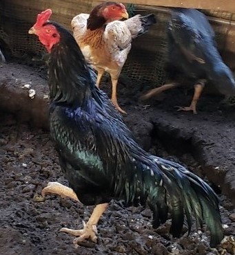 黒種大軍鶏の種卵（有精卵）５個_画像3