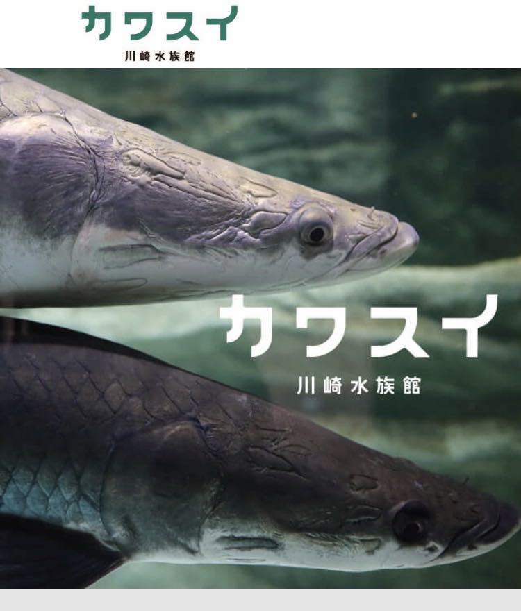 川崎水族館　入館チケット　電子版　大人2人　半額　カワスイ_画像1