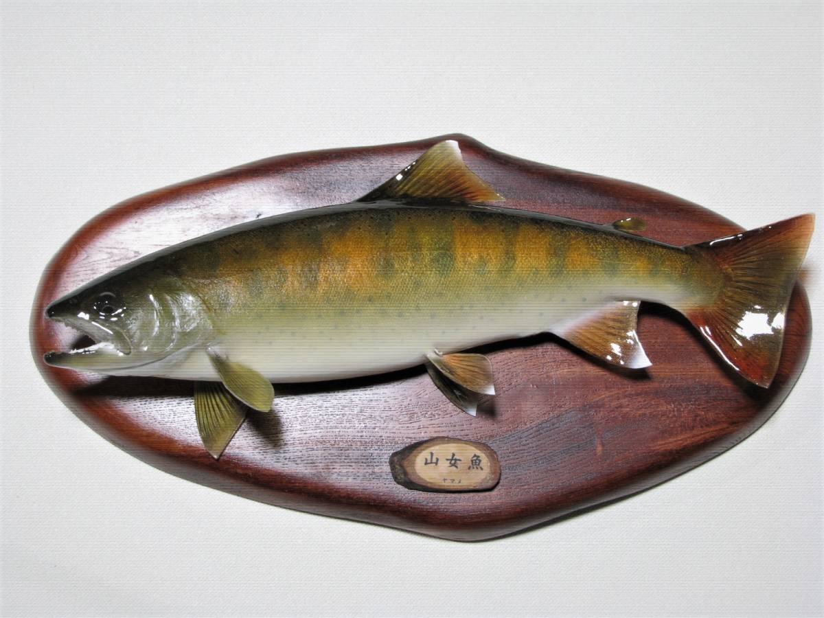 Yahoo!オークション - 山女魚剥製 40 5cm Yahoo!オークション - 山女魚剥製 40 5cm
