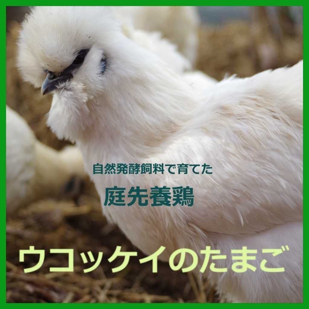 【送料無料】烏骨鶏のたまご ウコッケイの有精卵　6個_画像1