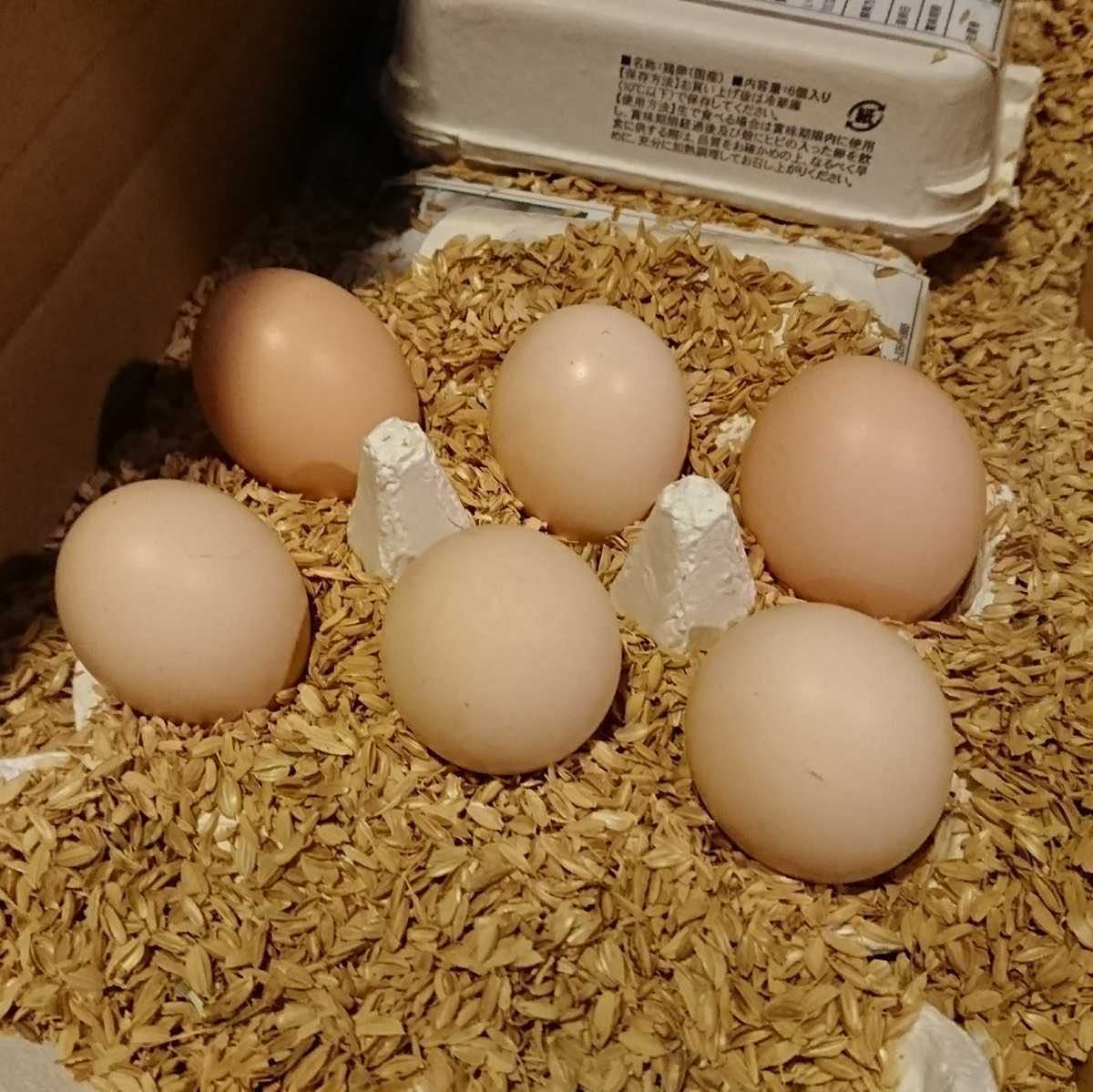 【送料無料】烏骨鶏のたまご ウコッケイの有精卵　6個_お届けする卵は10個です。