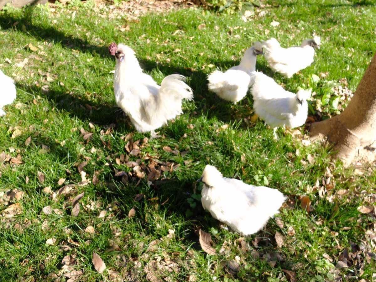 PayPay祭限定　烏骨鶏のたまご 20個　ウコッケイの有精卵　20個　《ご購入者さんからたくさんの孵化のご連絡を頂いています！》_画像3