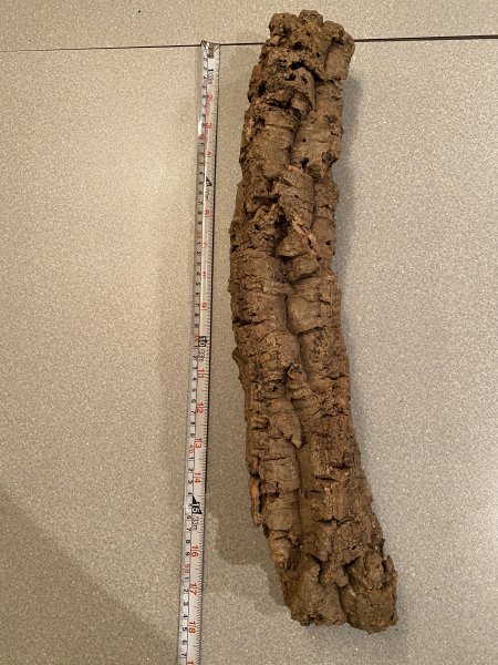 33 キャノン型 コルク樹皮 54cm 送料込み 筒 チランジア コウモリラン DIY テラリウム レイアウト 洋蘭 爬虫類 エアプランツ 着生 　_画像1