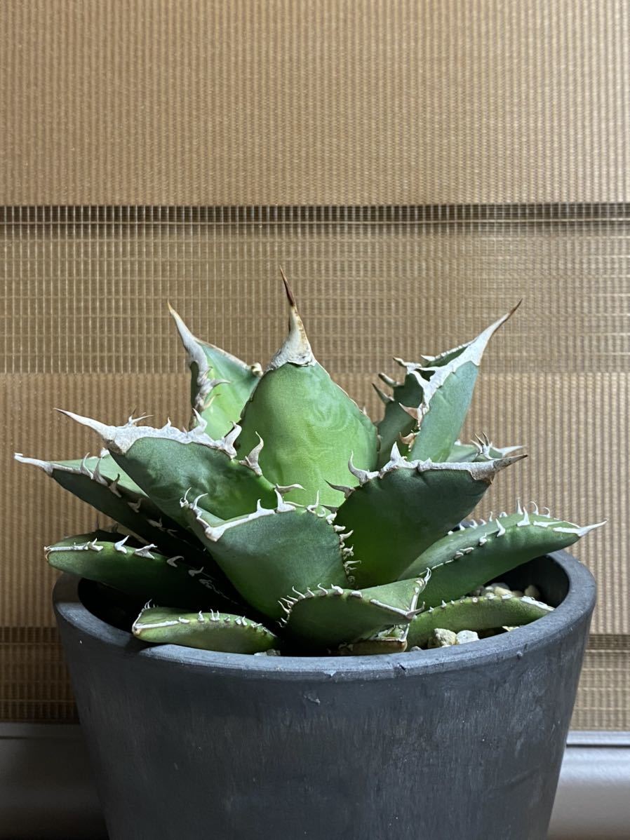 titanota 海王 チタノタ海王 最高級 コレクション株 チタノタ 強 titanota 海王 チタノタ海王 最高級 コレクション株 チタノタ 強