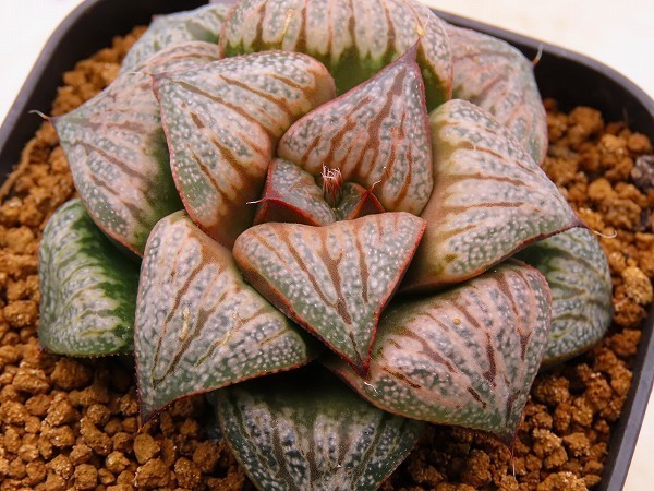 □ローズクイーン×SLK 実生 未繁殖苗 ヤマト運輸発送のみ 【多肉植物