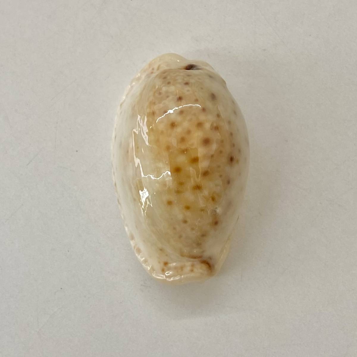 ヤフオク 貝 貝殻 標本 タカラガイ 宝貝オミナエシダカラ ヤフオク 貝 貝殻 標本 タカラガイ 宝貝オミナエシダカラ