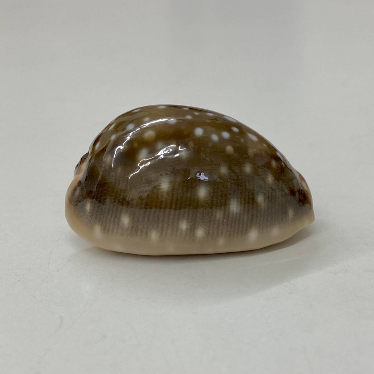 タカラガイ、貝殻、 Yahoo!オークション - 貝 貝殻 標本 タカラガイ 宝貝ホシキヌタ