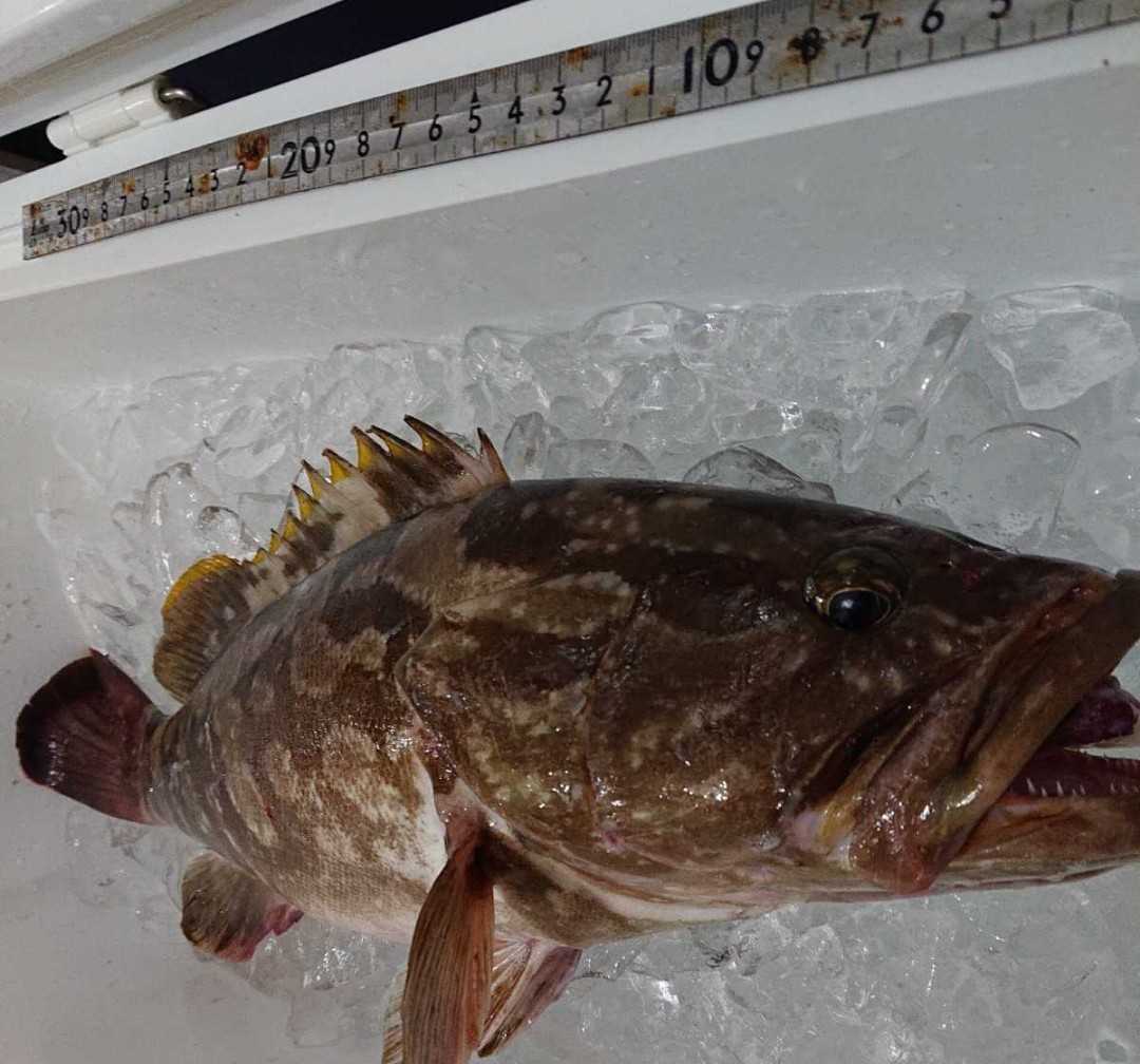 超高級魚 クエ アラ モロコ 高級魚 1 1キロ 対馬 天然 高級魚 激安 刺し身 鍋 カサゴ3匹 1円 スタート その他 売買されたオークション情報 Yahooの商品情報をアーカイブ公開 オークファン Aucfan Com 超高級魚 クエ アラ モロコ 高級魚 1 1キロ 対馬 天然 高級魚 激安 刺し身 鍋 カサゴ3匹 1円 スタート その他 売買されたオークション情報 Yahooの商品情報をアーカイブ公開 オークファン Aucfan Com