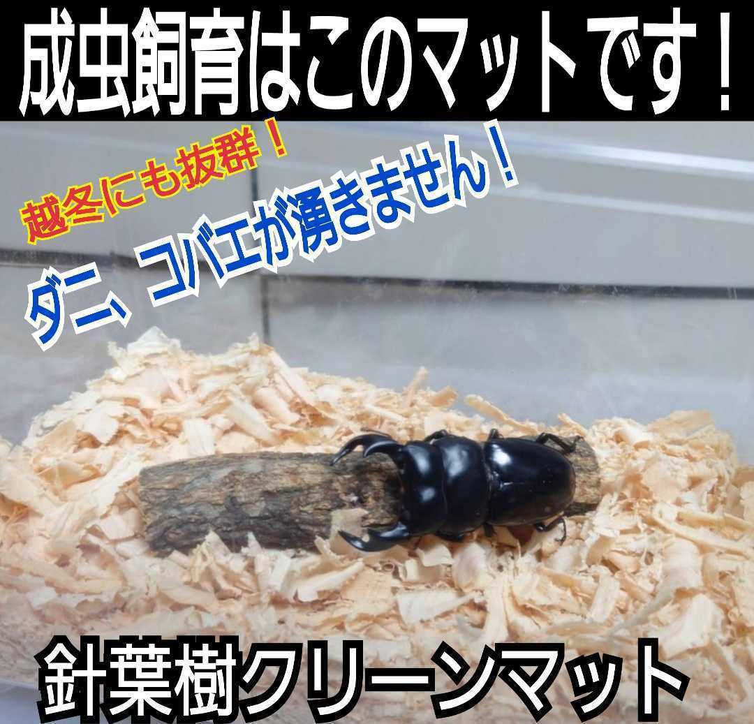 外国産カブトムシの成虫管理に最適！ふわふわ！爽やかな香りの針葉樹クリーンマット☆ケース内が明るくなり生体が引き立つ☆防ダニ効果抜群_画像10