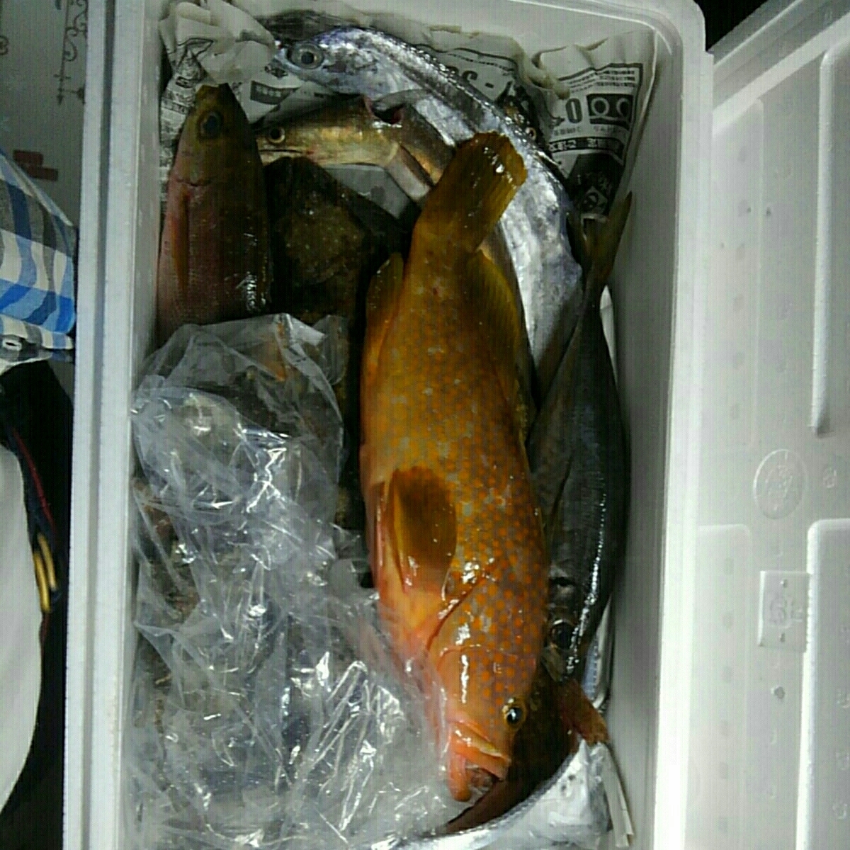 釣りもの鮮魚BOX_画像1