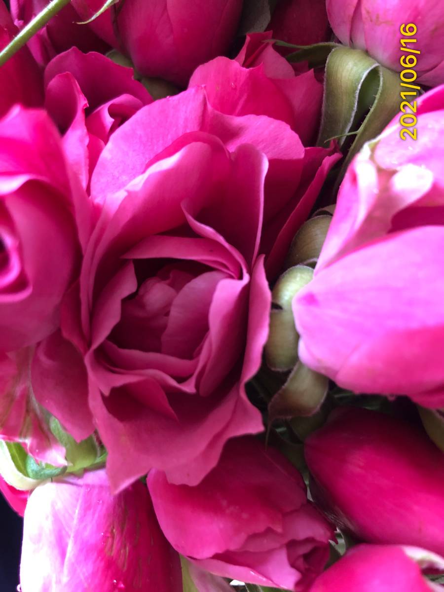 切り花品種　和花(わか)★SPバラ　濃いピンクのセミダブル★挿し木苗_画像8