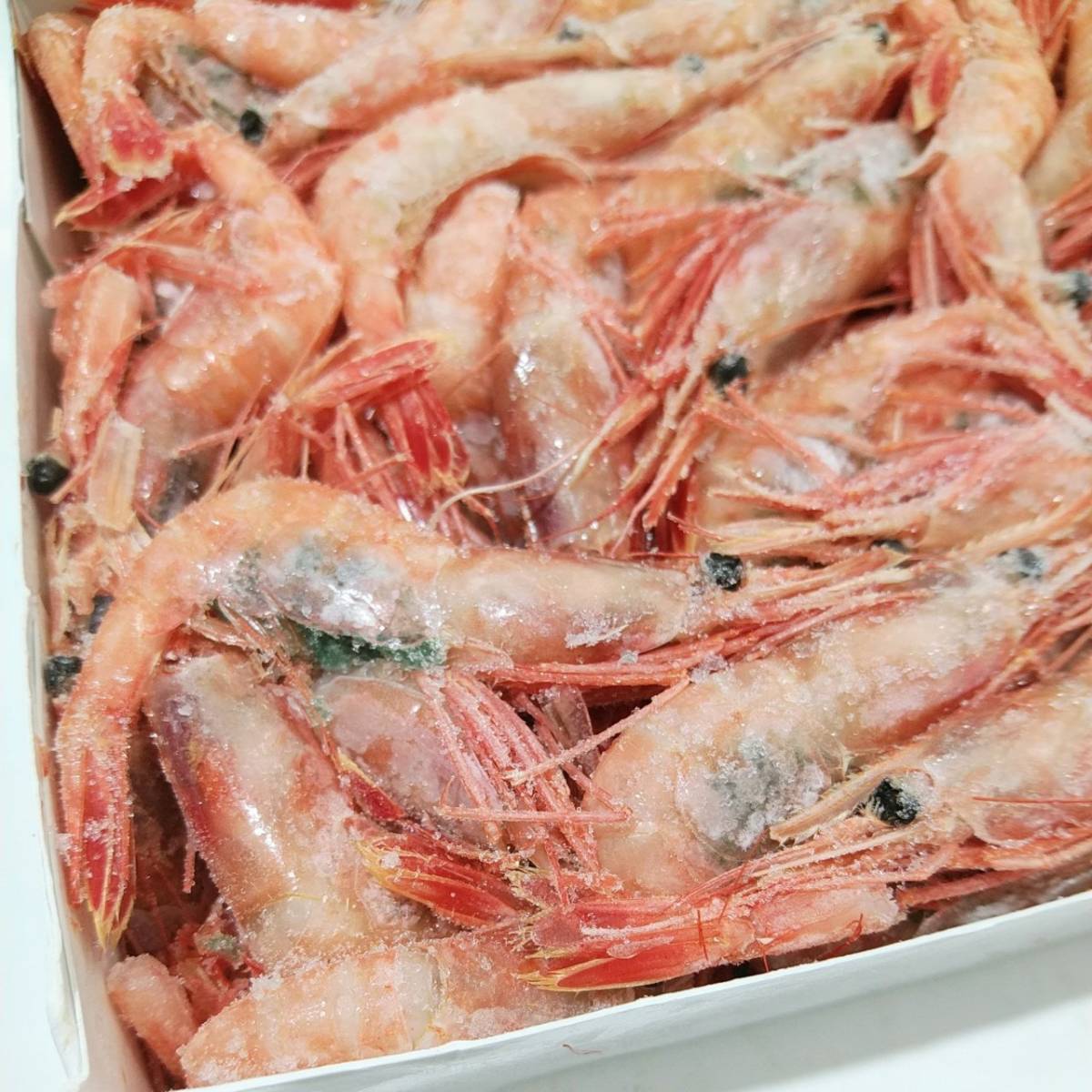 1円～２個出品！【生食用 甘海老】大量1ｋｇセット お刺身/寿司ネタOK！ エビ カナダ産 Ｍサイズ 甘えび ギフト/お贈り物にもお勧めです。_画像2