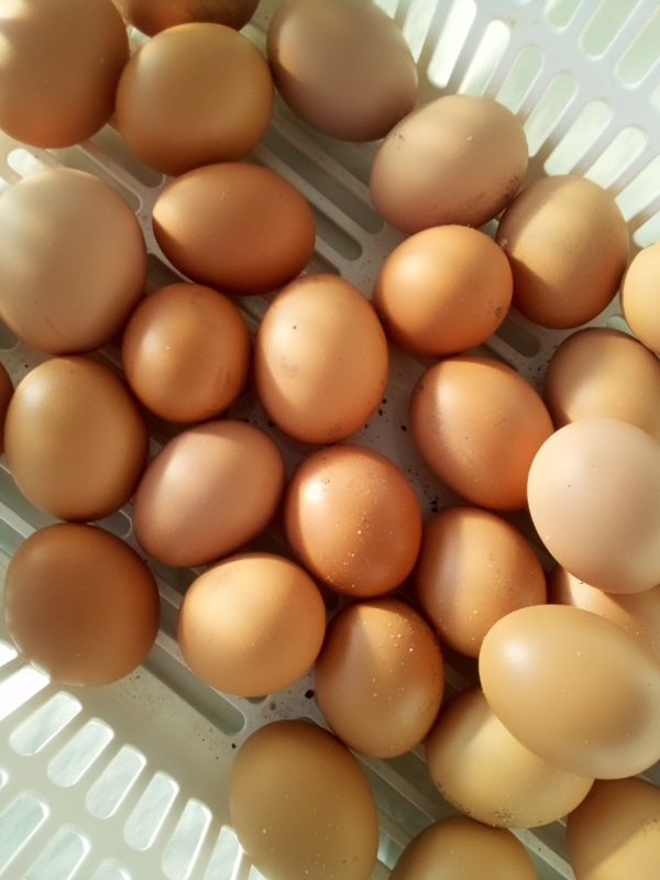 自然農法家ともちゃんちのボリスブラウンの卵５個 自然農法果樹園アイアイファーム 平飼い 自然卵 有精卵_ボリスブラウンの卵です