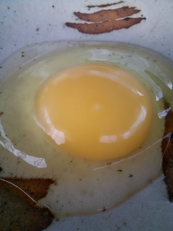 自然農法家ともちゃんちのボリスブラウンの卵５個 自然農法果樹園アイアイファーム 平飼い 自然卵 有精卵_殆どが有精卵です