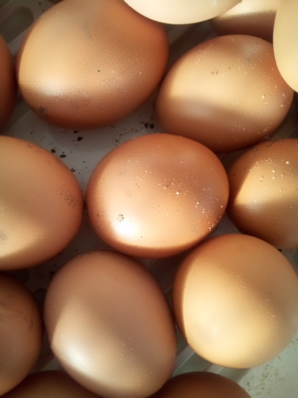 自然農法家ともちゃんちのボリスブラウンの卵５個 自然農法果樹園アイアイファーム 平飼い 自然卵 有精卵_汚れているものもあります