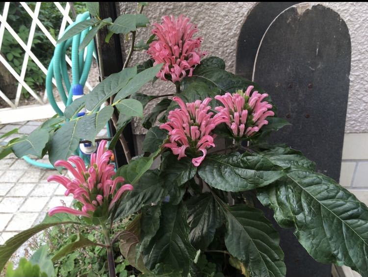 人気沸騰ブラドン 珊瑚花 サマーフラワー 苗 植物 花 Www iwearparts Com 人気沸騰ブラドン 珊瑚花 サマーフラワー 苗 植物 花 Www iwearparts Com