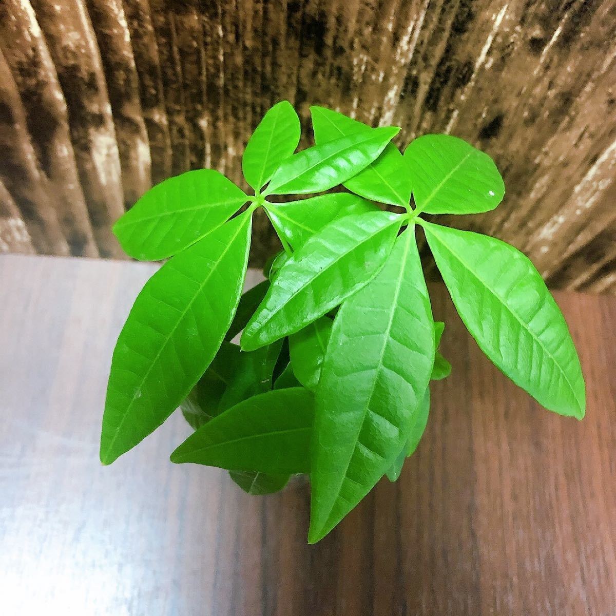 パキラ アクティカ 観葉植物 ハイドロカルチャー