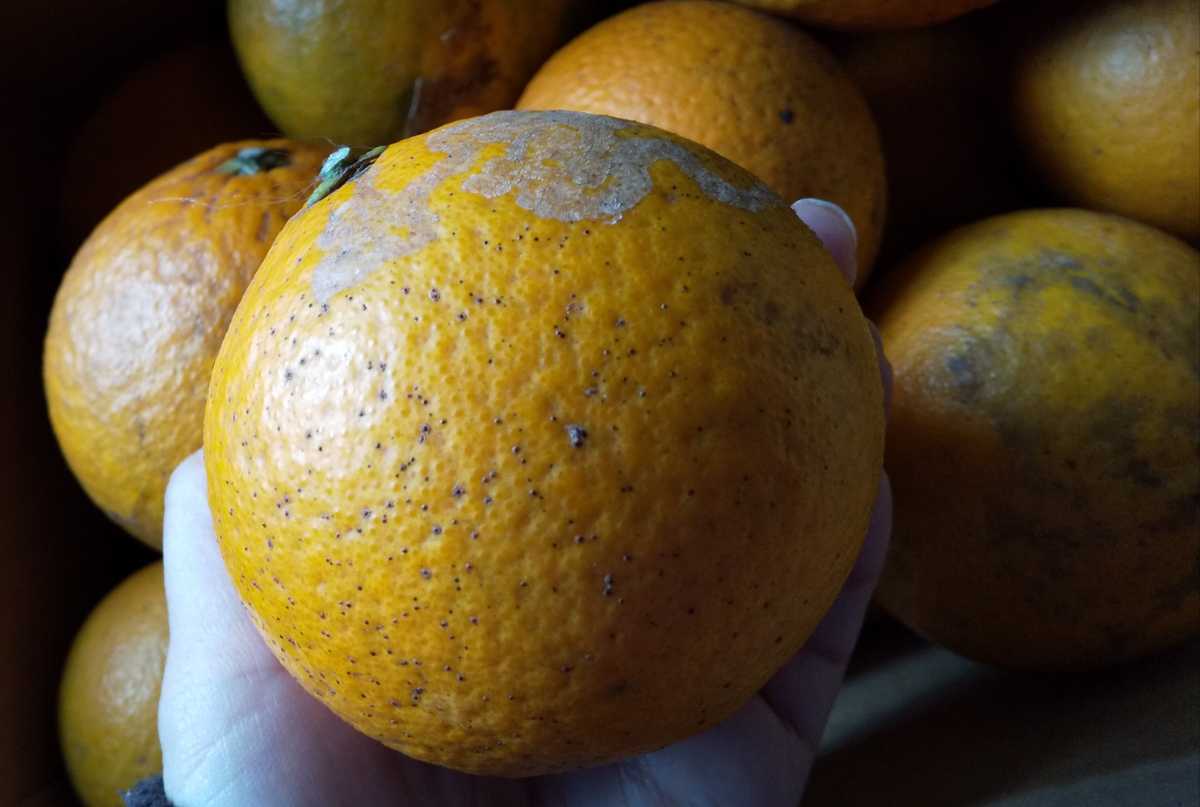 訳あり 加工用 オレンジ 約10kg 農薬不使用 自家製 皮に難点あり_画像3