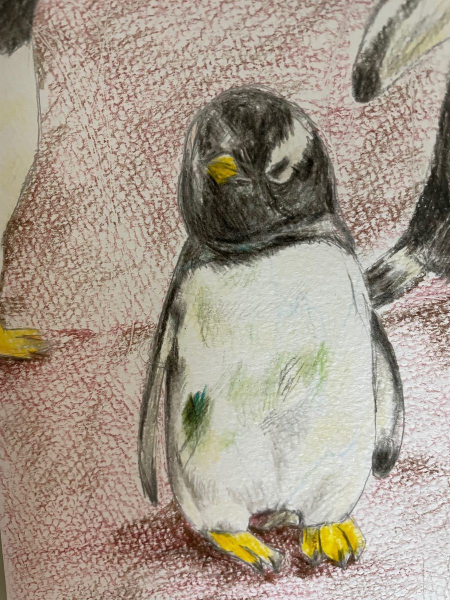 色鉛筆画　ポストカード　ペンギン　ぺんぎん　原画　絵画