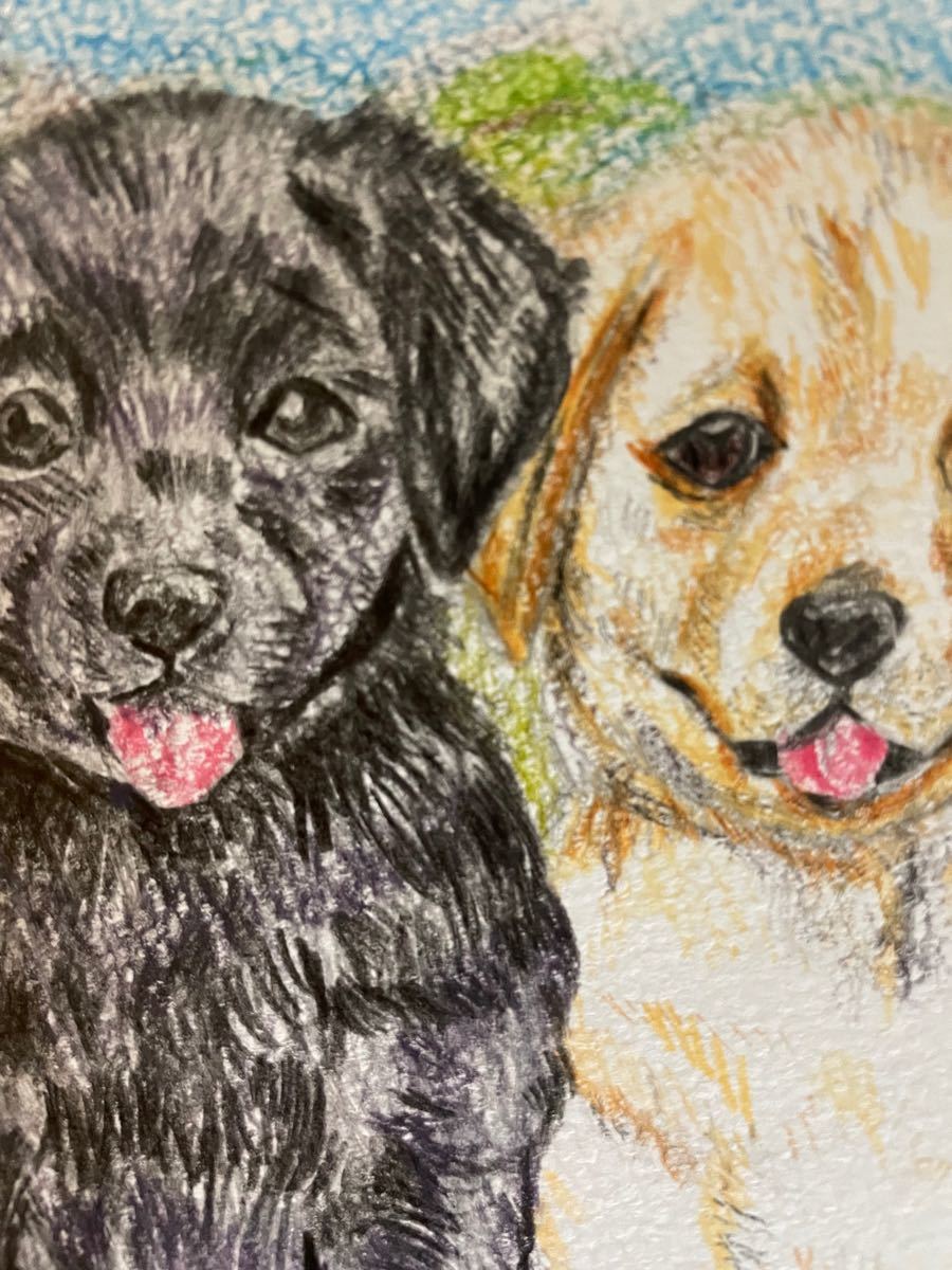 色鉛筆画　ポストカード　絵葉書　 手描きイラスト 一点物 真作　犬　イヌ　いぬ　ラブラドール　ラブラドールレトリバー　原画　絵画