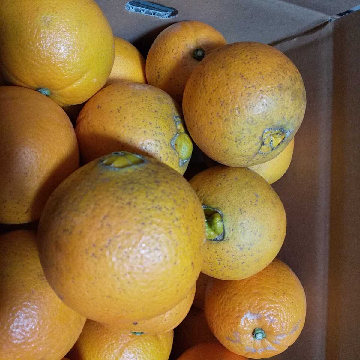 ◆和歌山◆国産ネーブルオレンジ ７キロ◆ 有機肥料◆大きさ色々　家庭用　_画像4