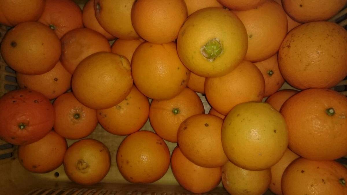 ◆和歌山◆国産ネーブルオレンジ ７キロ◆ 有機肥料◆大きさ色々　家庭用　_大きさは色々です。