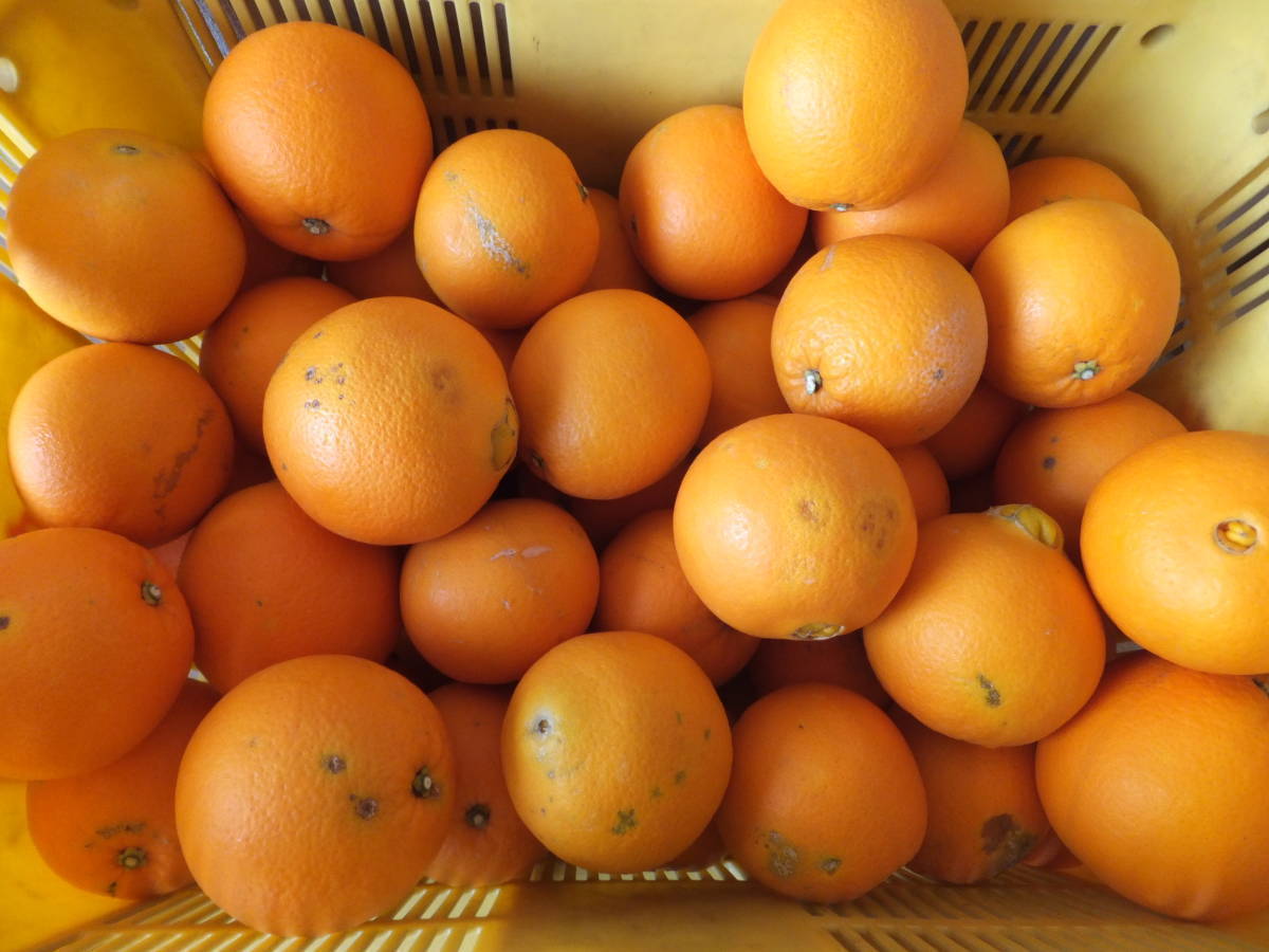 ◆和歌山◆国産ネーブルオレンジ ７キロ◆ 有機肥料◆大きさ色々◆家庭用　_小さな黒い点や傷があります。