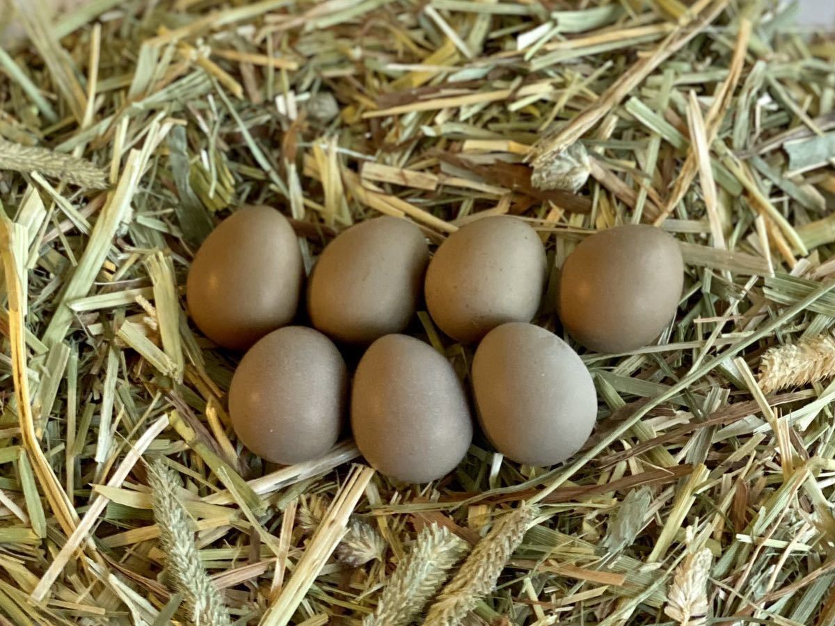 ■ゾロ目屋卵本舗■ヒメウズラの有精卵■7個■_画像1