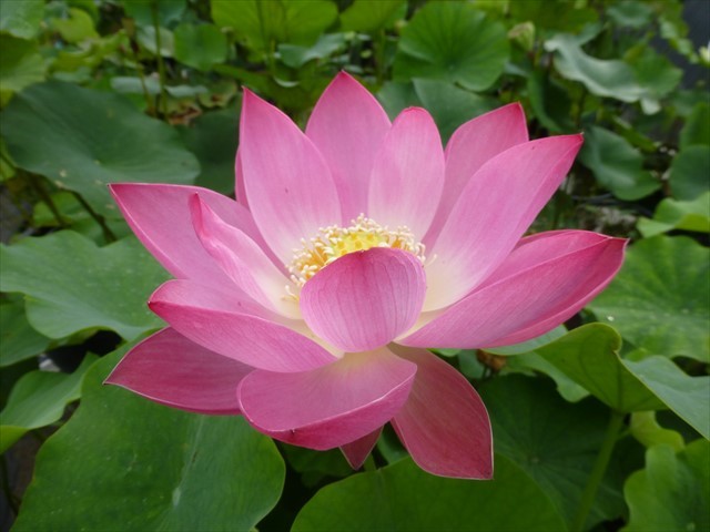 花ハス種子 喜上眉梢 5粒 今年採種 蓮 ハス 花ハス 花蓮 スイレン 睡蓮 ビオトープ メダカ 水生植物 種 売買されたオークション情報 Yahooの商品情報をアーカイブ公開 オークファン Aucfan Com 花ハス種子 喜上眉梢 5粒 今年採種 蓮 ハス 花ハス 花蓮 スイレン 睡蓮 ビオトープ メダカ 水生植物 種 売買されたオークション情報 Yahooの商品情報をアーカイブ公開 オークファン Aucfan Com