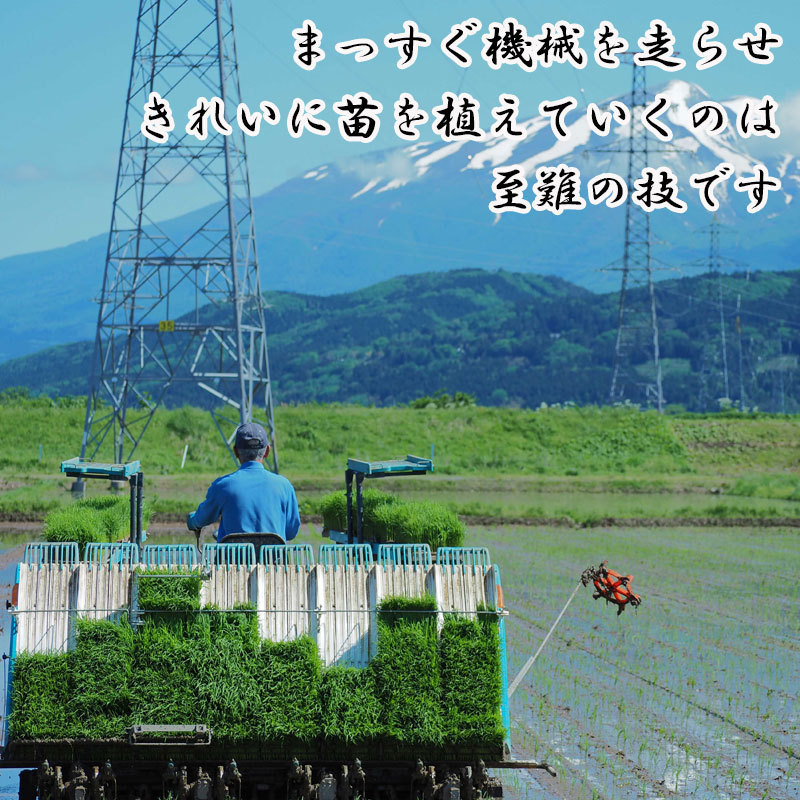 令和３年産　氷河米　ミルキークイーン　玄米１０ｋｇ　山形県 庄内産 送料無料！《即決価格で落札された方には特典付き！！》_画像7