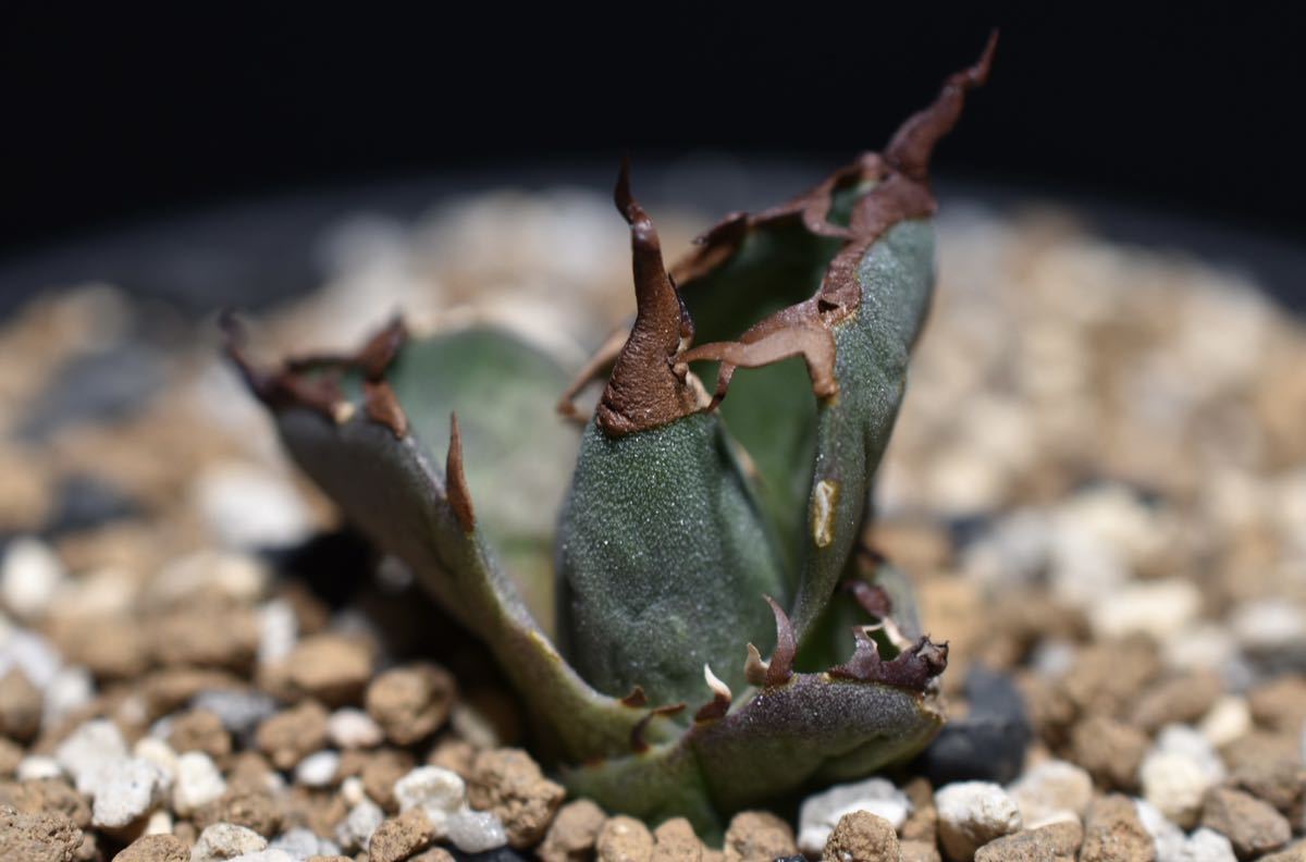 アガベ チタノタ 白犀牛 子株 台湾 発根済み 観葉植物 アガベ チタノタ 白犀牛 子株 台湾 発根済み 観葉植物