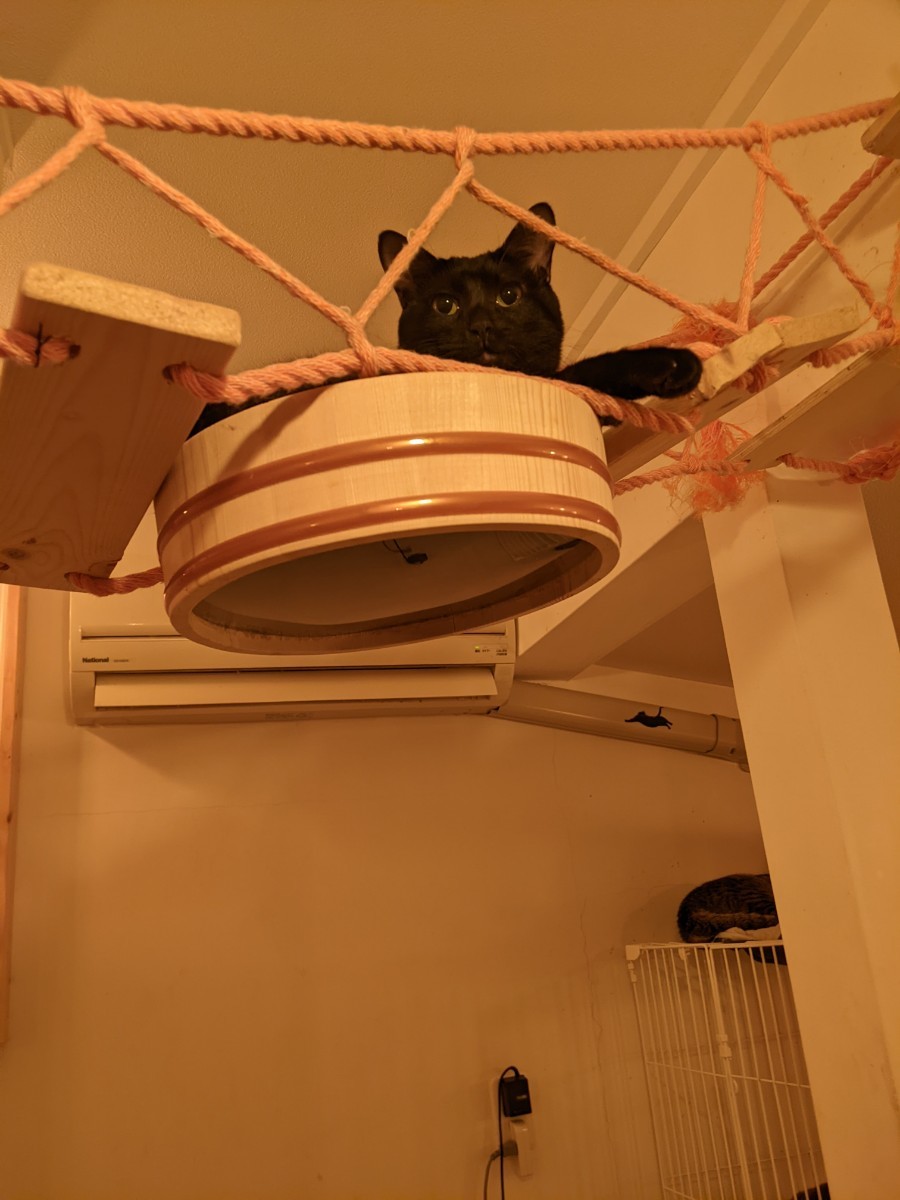 【猫カフェ】キャットウォーク猫桶