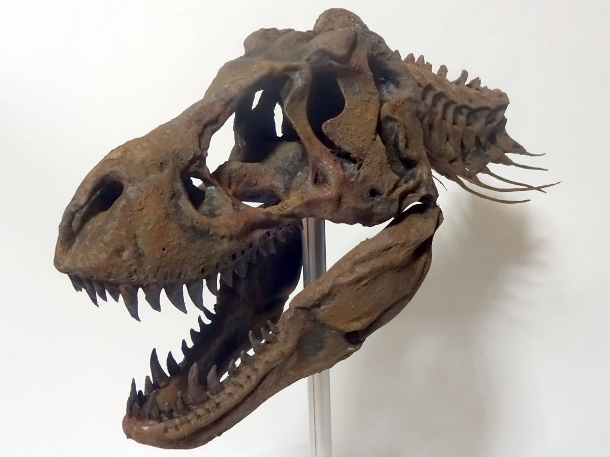 ティラノサウルス 1/5スケール 大型頭蓋骨模型 恐竜 ジュラシック