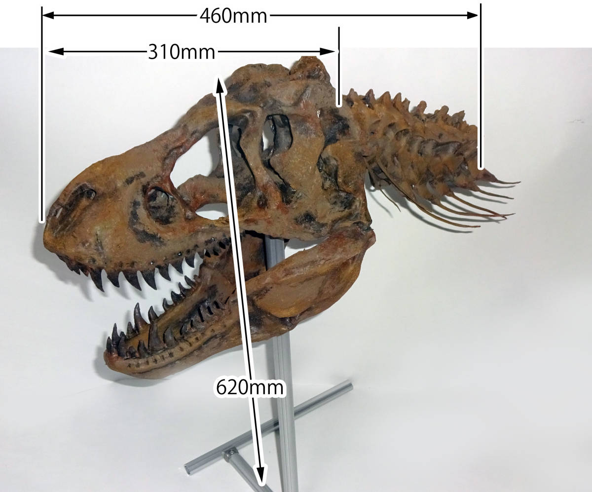 ティラノサウルス　1/5スケール 大型頭蓋骨模型　恐竜　ジュラシックパーク