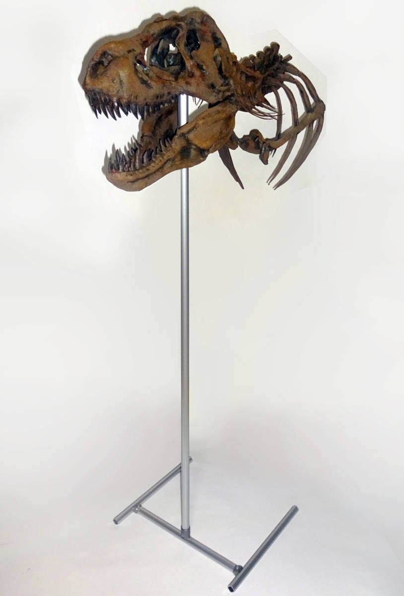 ティラノサウルス 1/5スケール 頭蓋骨模型 上腕および胴椎、肋骨の一部