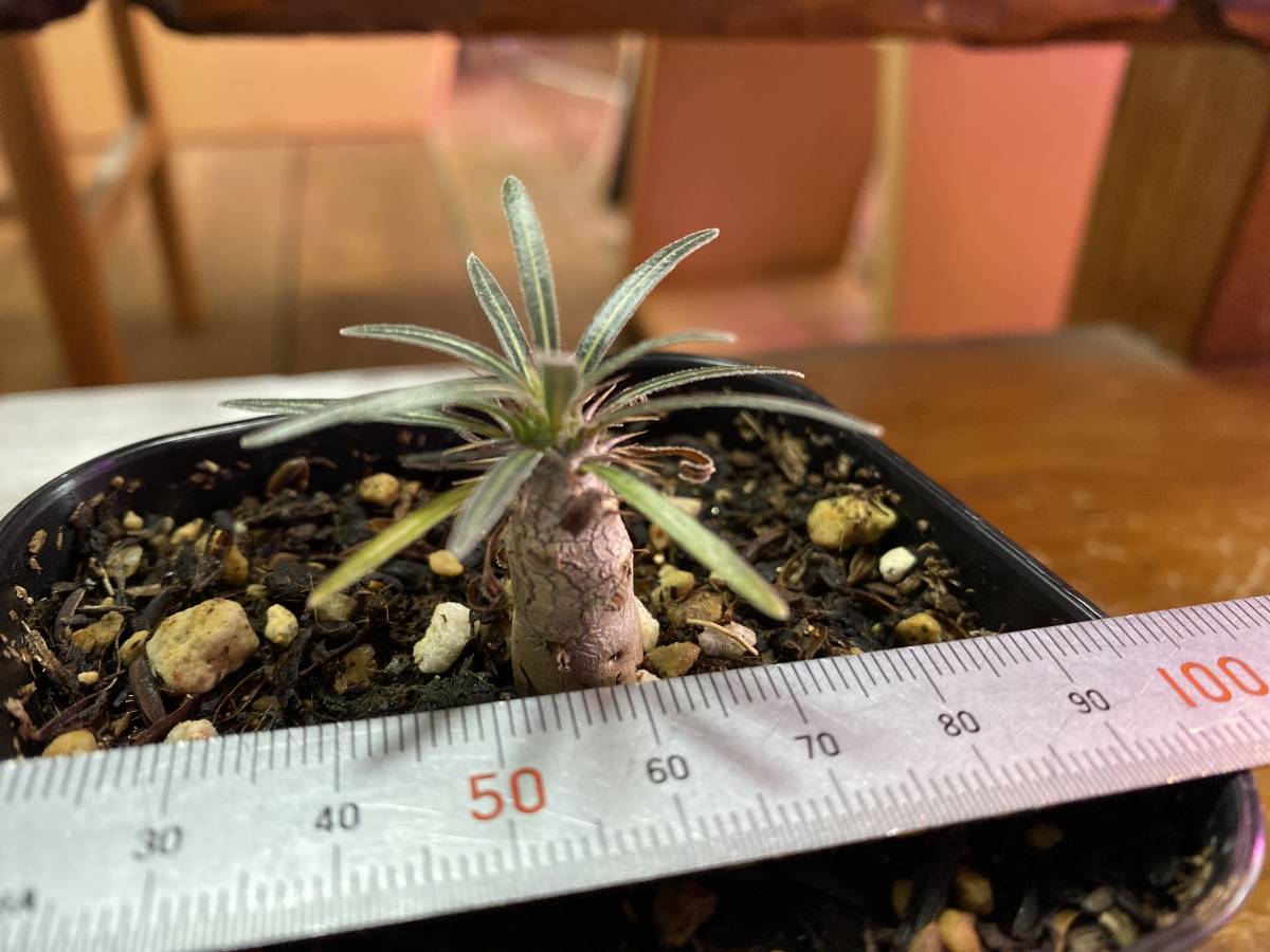 パキポディウム グラキリス Pachypodium rosulatum var. gracilius 実生　B_画像4