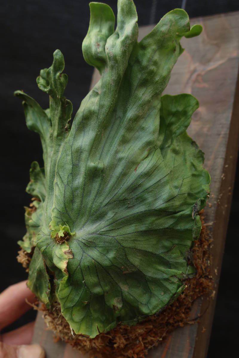 （◎＿◎；）★ Platycerium wandae (Dwarf) ★★★★板付け★★★★★_画像4