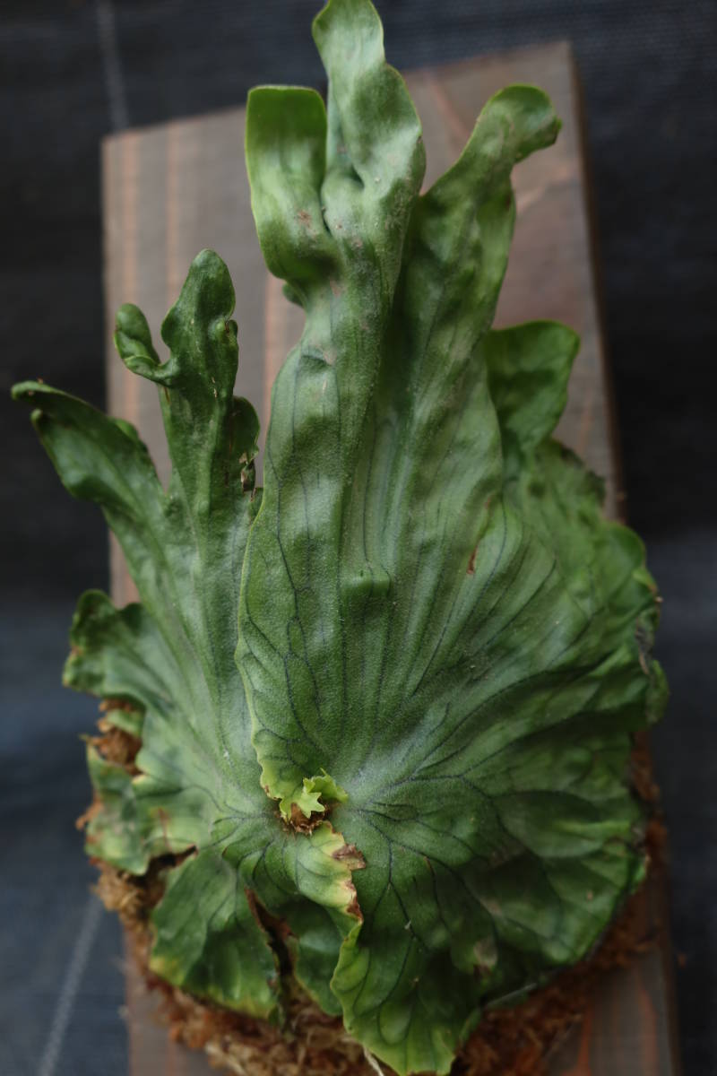 （◎＿◎；）★ Platycerium wandae (Dwarf) ★★★★板付け★★★★★_画像1