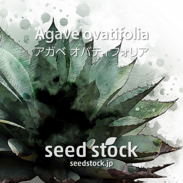 アガベの種 Agave ovatifolia 100粒 - 通販 - nickhealey.co.uk