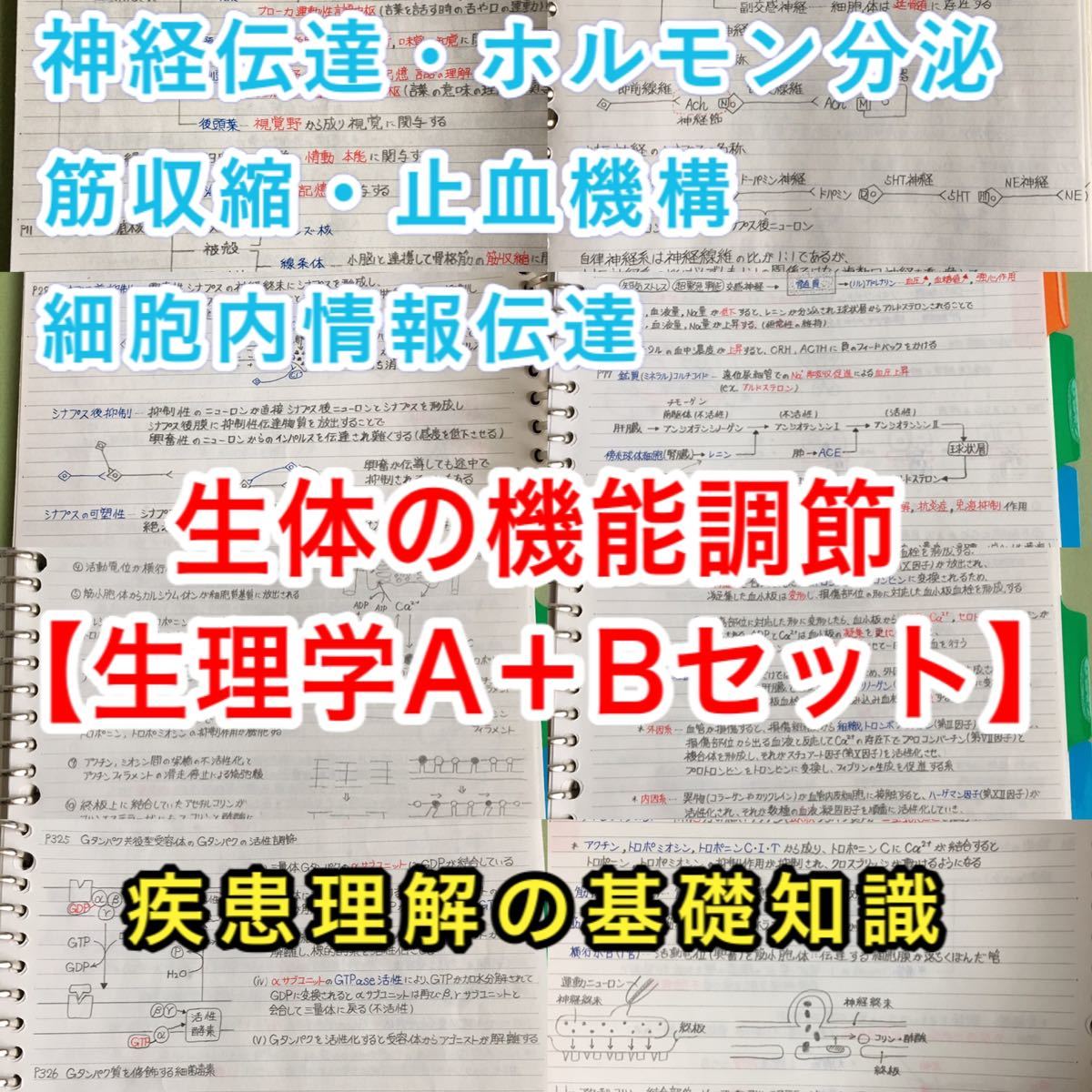 薬剤師国家試験、CBT、薬学部定期試験対策【生理学A＋B】まとめノートセット