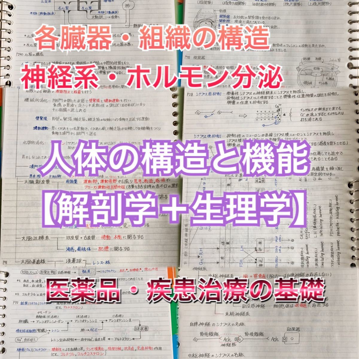 歯科医師国家試験、CBT、歯学部定期試験対策【解剖学＋生理学】まとめノートセット